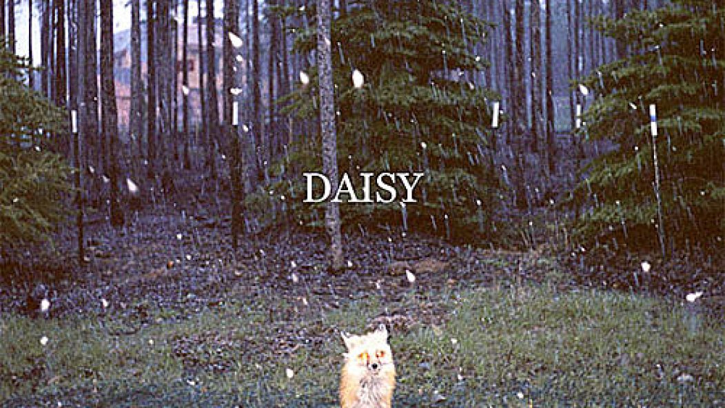 brand_new_daisy
